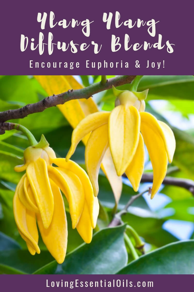 Diffusing Ylang Ylang Essential Oil as an Aphrodisiac by Loving Essential Oils