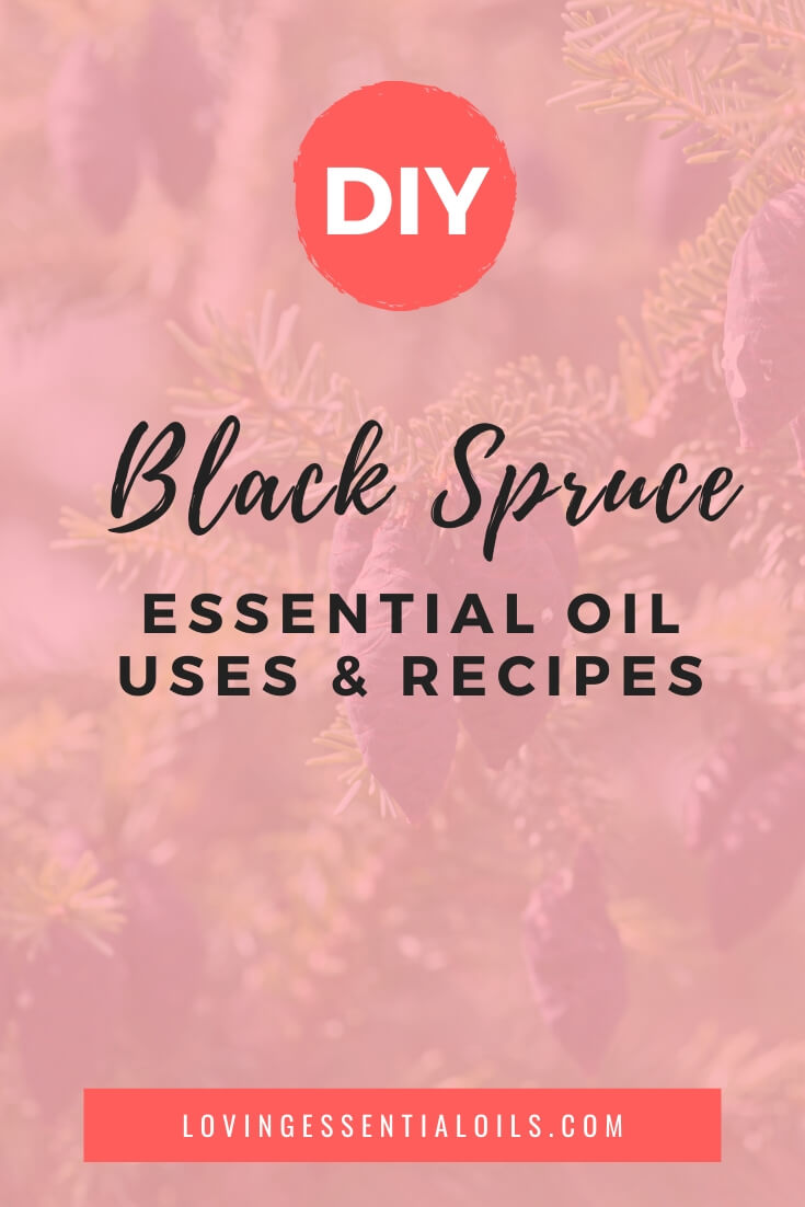Black Spruce Diffuser Blends and Benefits by Loving Essential Oils
