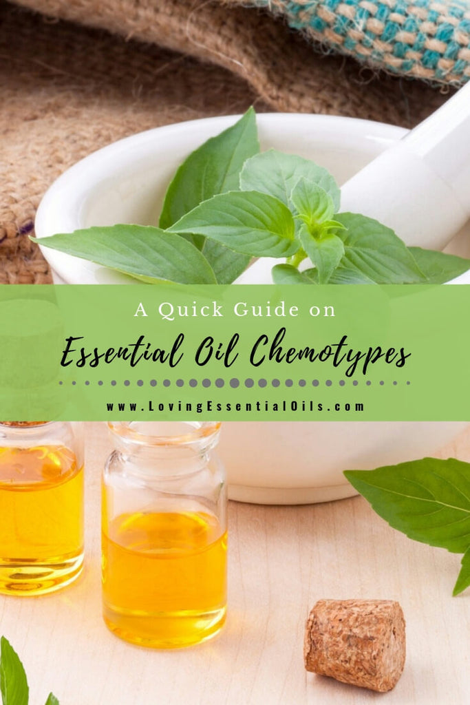 Chemotypes of Essential Oils - A Quick Guide by Loving Essential Oils
