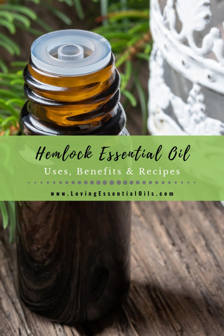 Hemlock Essential Oil Recipes by Loving Essential Oils