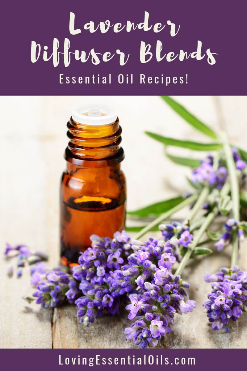 Lavender Essential Oil Diffuser Recipes For Aromatherapy by Loving Essential Oils