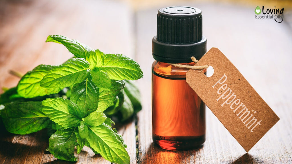 DIY Peppermint Air Freshener Recipes - 5 Minty Essential Oil Blends by Loving Essential Oils