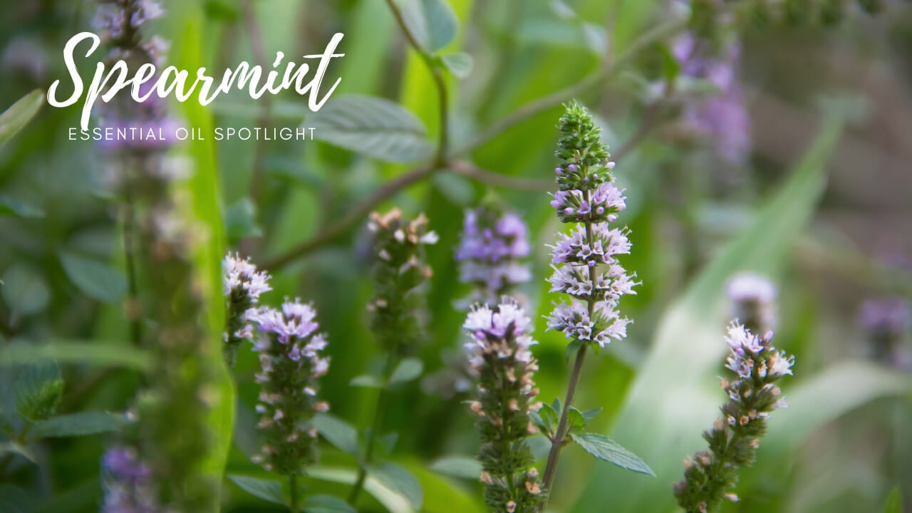 Spearmint Essential Oil Blends Well With - Oil Spotlight by Loving Essential Oils | This kid safe essentialoil is a favorite minty oil that is used in aromatherapy and DIY recipes!
