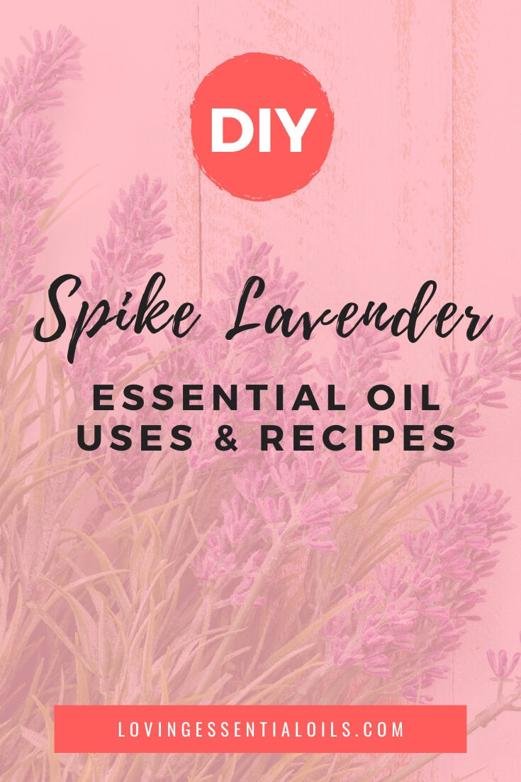 Spike Lavender Essential Oil Uses and Benefits by Loving Essential Oils