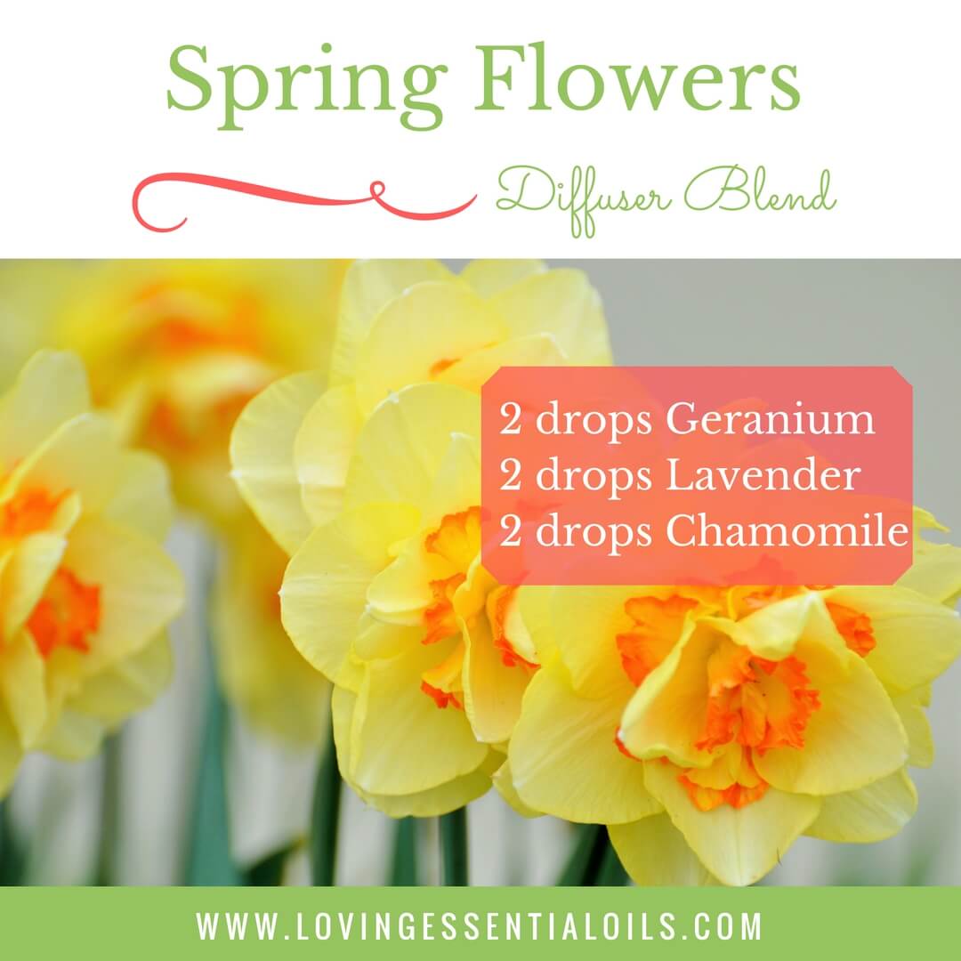 Spring Flowers Diffuser Blend Recipe with 2 drops chamomile, 2 drops lavender and 2 drops geranium essential oil by Loving Essential Oils