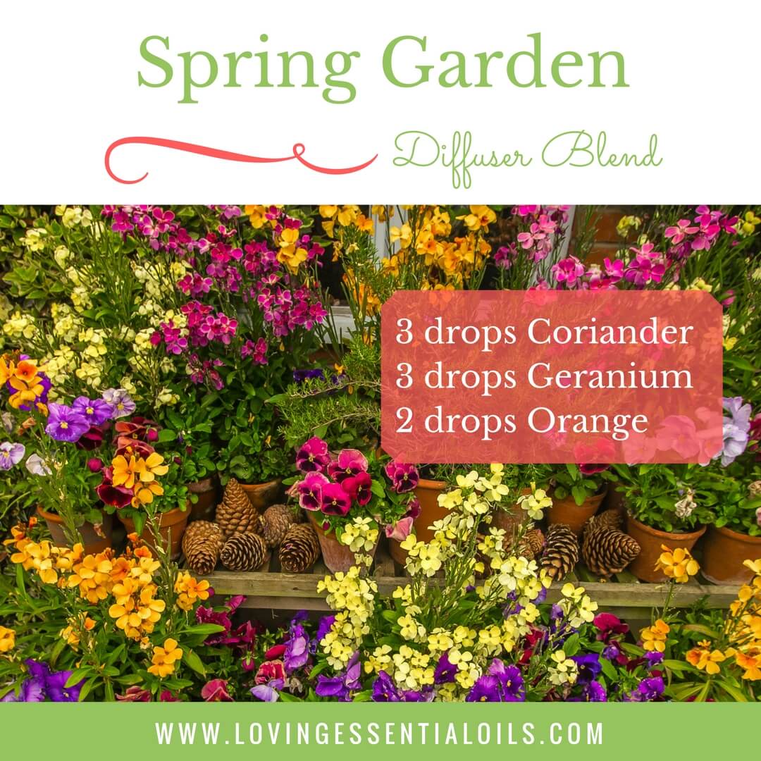 Spring Garden Diffuser Blend with 3 drops coriander, 3 drops geranium and 2 drops orange by Loving Essential Oils