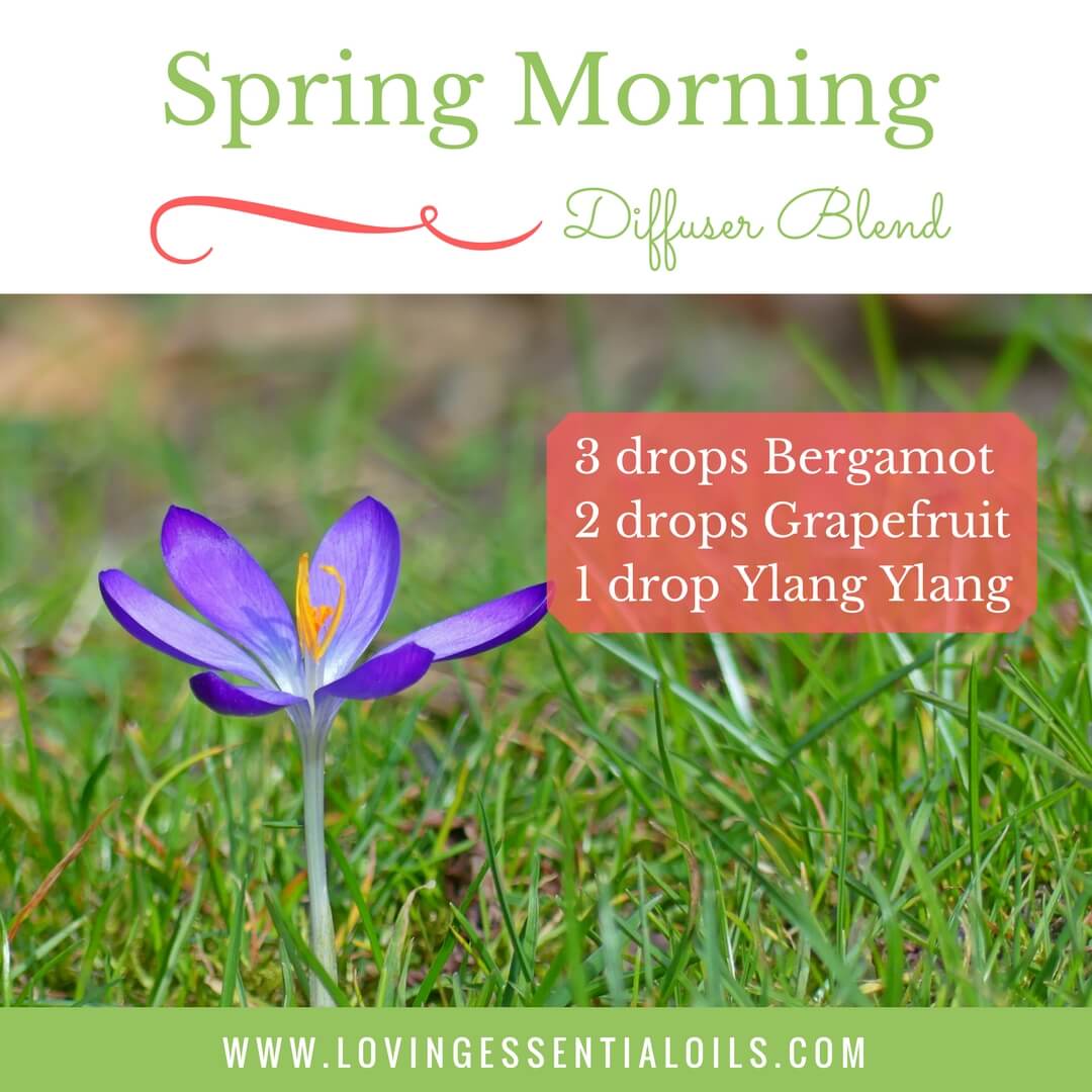 Spring Morning Diffuser Blend with 3 drops bergamot, 2 drop grapefruit and 1 drop ylang ylang essential oil by Loving Essential Oils