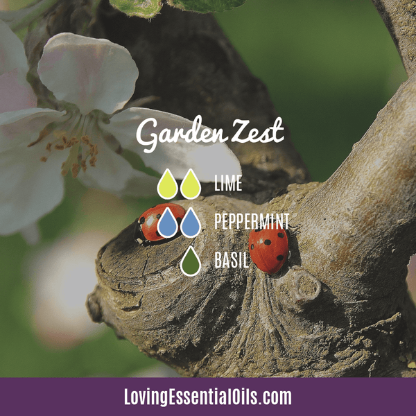 Summer Essential Oil Diffuser Recipes by Loving Essential Oils | Garden Zest Diffuser Blend with peppermint, lime, and basil