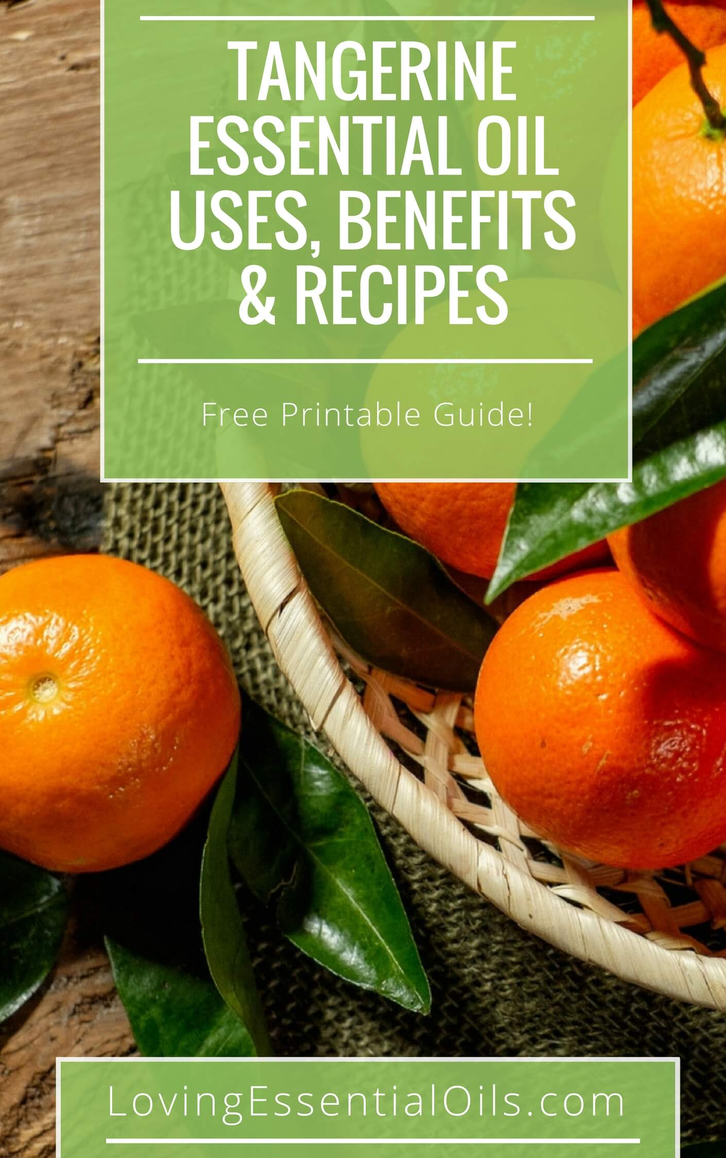 Tangerine Essential Oil Benefits and Uses Guide with Recipes by Loving Essential Oils