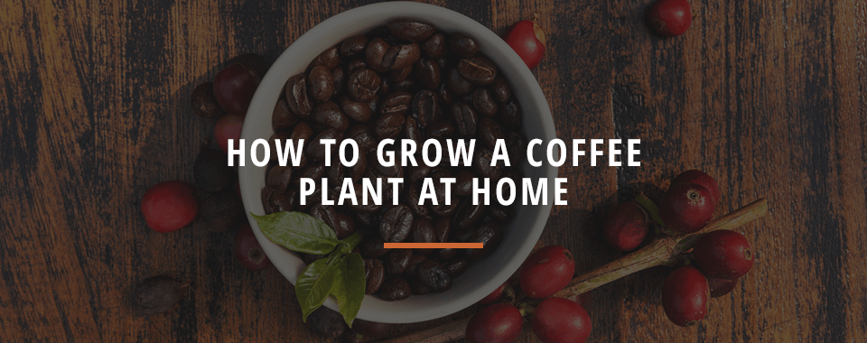 How to Grow a Coffee Plant at Home