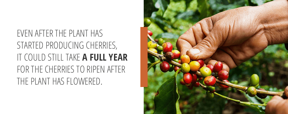 Cherries on Coffee Plant