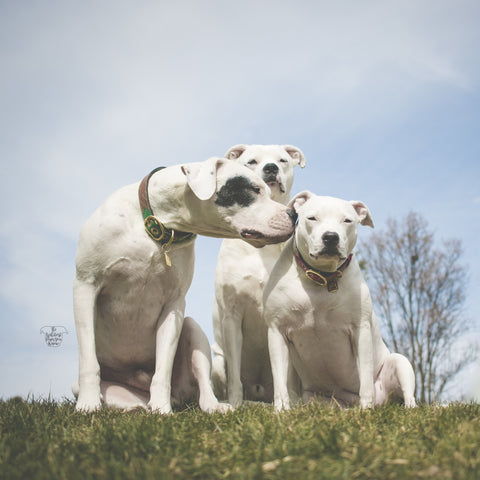 dog collars, the whitest pups you know, leather dog collars, boots and arrow