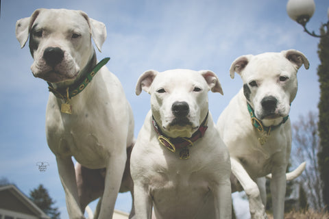 dog collars, the whitest pups you know, leather dog collars, boots and arrow 