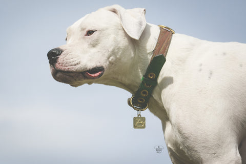 dog collars, the whitest pups you know, leather dog collars, boots and arrow