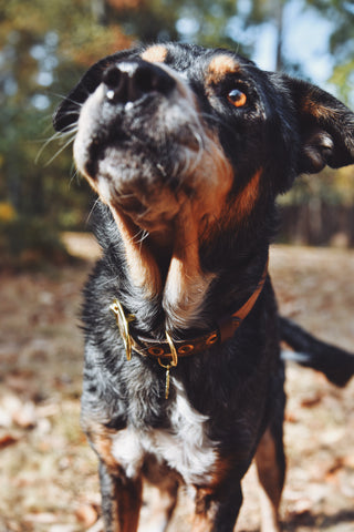 happy ringo, dog, catahoula, boots and arrow