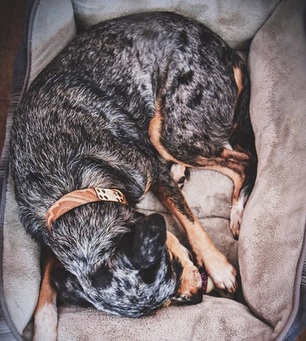 happy ringo, dogs, catahoula, boots and arrow