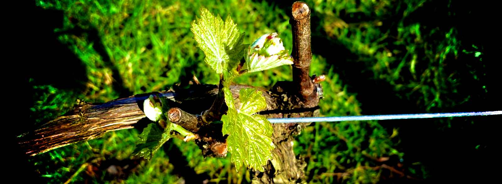 The first buds have appeared on the Chardonnay with other vines only a couple of weeks away. 