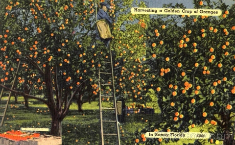 Vintage Florida Oranges Postcard images Compliments of CardCow.com