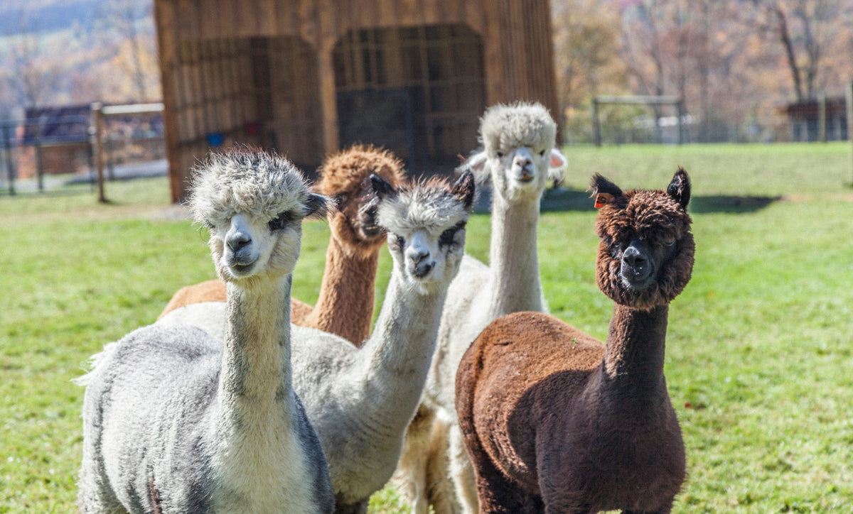 Buck Brook Alpacas | Contact