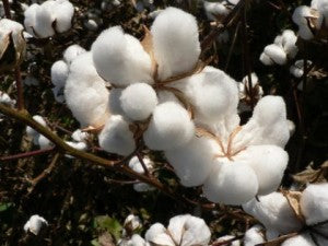 Larkspur Cotton Balls