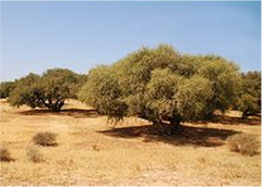 Argan Tree