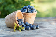 O2 Living - organic blueberries - by makers of organic, cold-pressed fruit and vegetable Living Juices