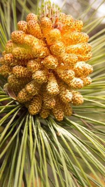 Pine Pollen, Kiefernpollen, Testosteron