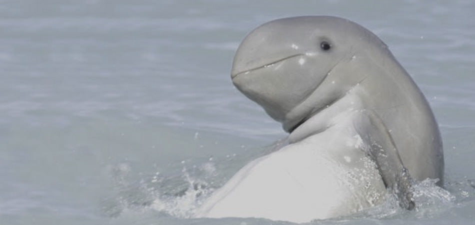 save our salty-soul saltie souls irrawaddy dolphin