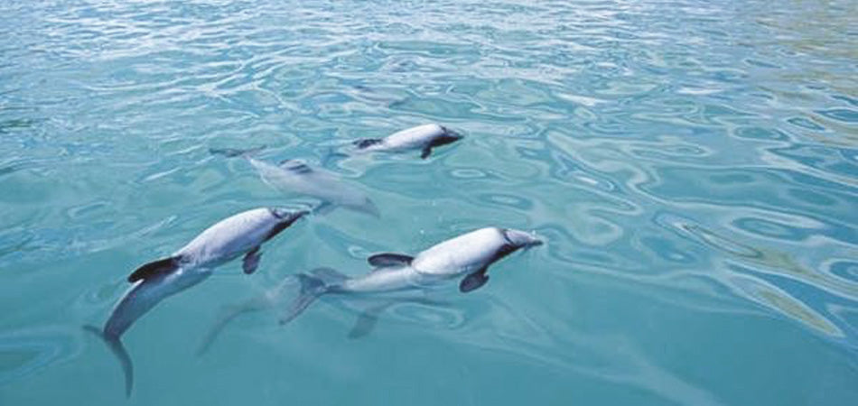 save our salty-soul saltie souls rare dolphin ocean friendly skincare