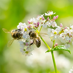 shop buckwheat honey online in Canada - Bees on buckwheat flower