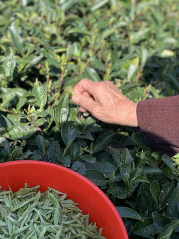 Silver Needles white tea plucking standard