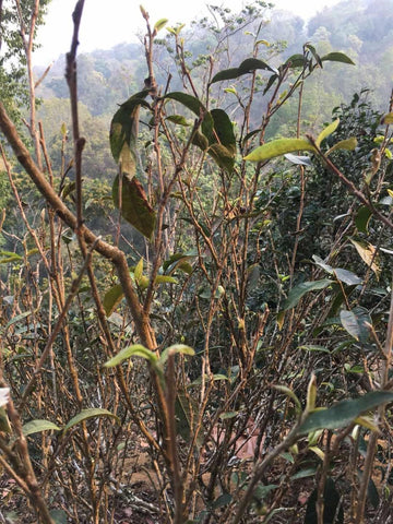 Puerh tea tree drought Yunnan 2020
