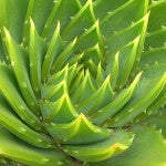 Benefits of Aloe Vera as Herbal Medicine