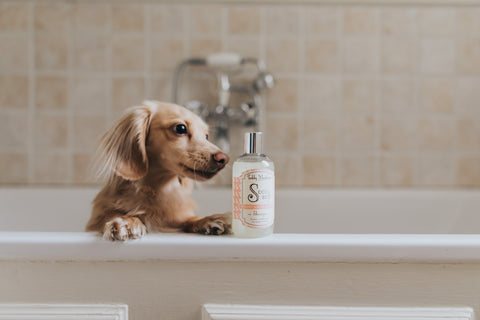 Teddy Maximus Dog Shampoo - for super softness!