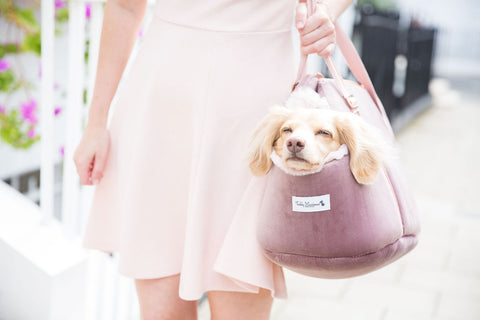 Luxury Pink velvet dog carrier with Teddy the Dachshund 