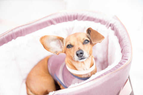 Queen Bee Luxury Pink Velvet Dog Carrier 