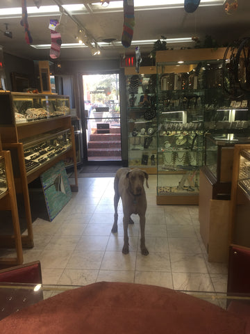 Remo, Rubini Jewelers dog pictured in store