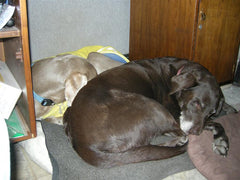 India and Remo Rubini alseep under desk at Rubini Jewelers