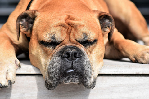 bulldog resting