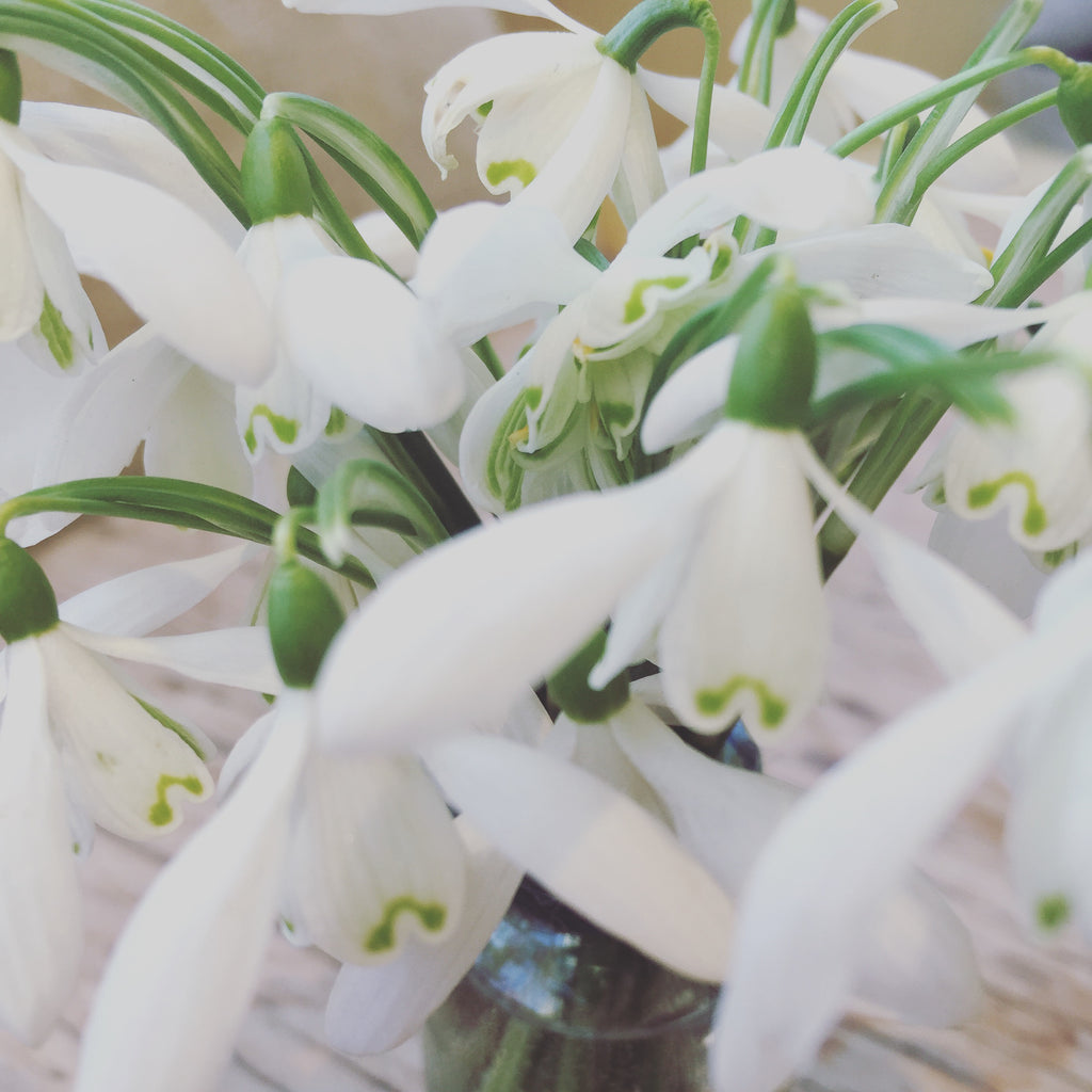 flowers-snowdrops-mothers-celebrate