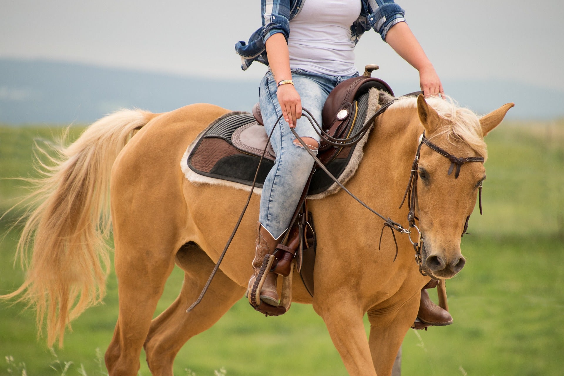 palomino horses with saddles