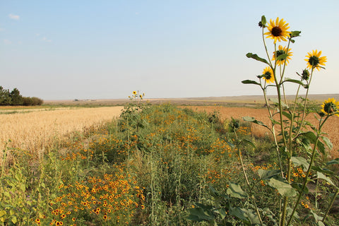 pollinator buffer strip, Vilicus Farms, Havre, MT Photographer Jennifer Hopwood, Xerces, Doug Bonsell Ekalaka, Ben Montgomery, NRCS District Conservationist, Susan Gardner, Heidi Fleury, Ronan, MT  Eliza Wiley Photographer, jon jean gravning, polson, stephanie king, kevin o'neill, casey delphia, heidi fleury, Natural Resource and Conservation Service, Lake County Montana, bee pollinator flowers