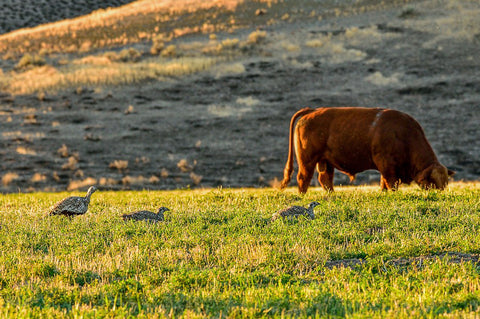 sage grouse hens graze alongside cattle ekalaka montana, montana living