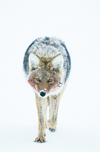 montana living, montana coyote by jan wassink