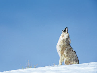 coyote howling montana living by jan wassink