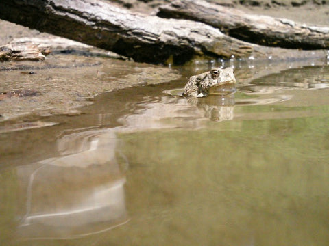 niall clancy toad researcher MSU