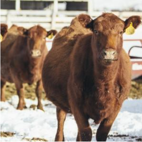 cattle, farms and ranch report