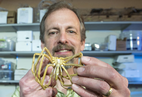 University of Montana researcher art woods sea spiders