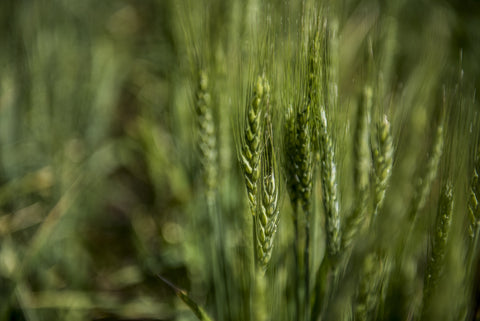 montana wheat