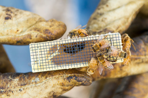 A queen bee is kept in a separate box until she and the workers are added to the new colony. MSU photo by Kelly Gorham.